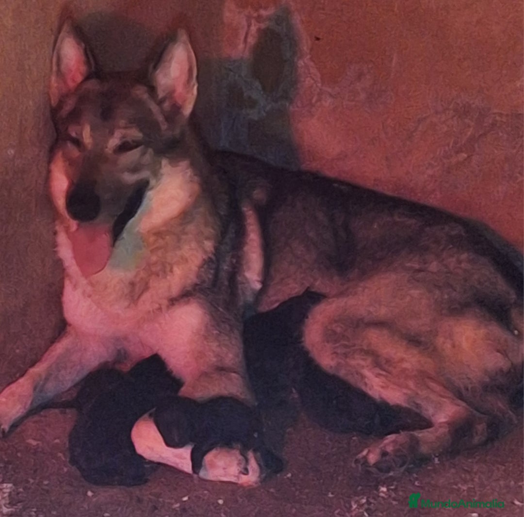 Raza Mixta perros en venta: PERRO LOBO AMERICANO  - Imagen 3