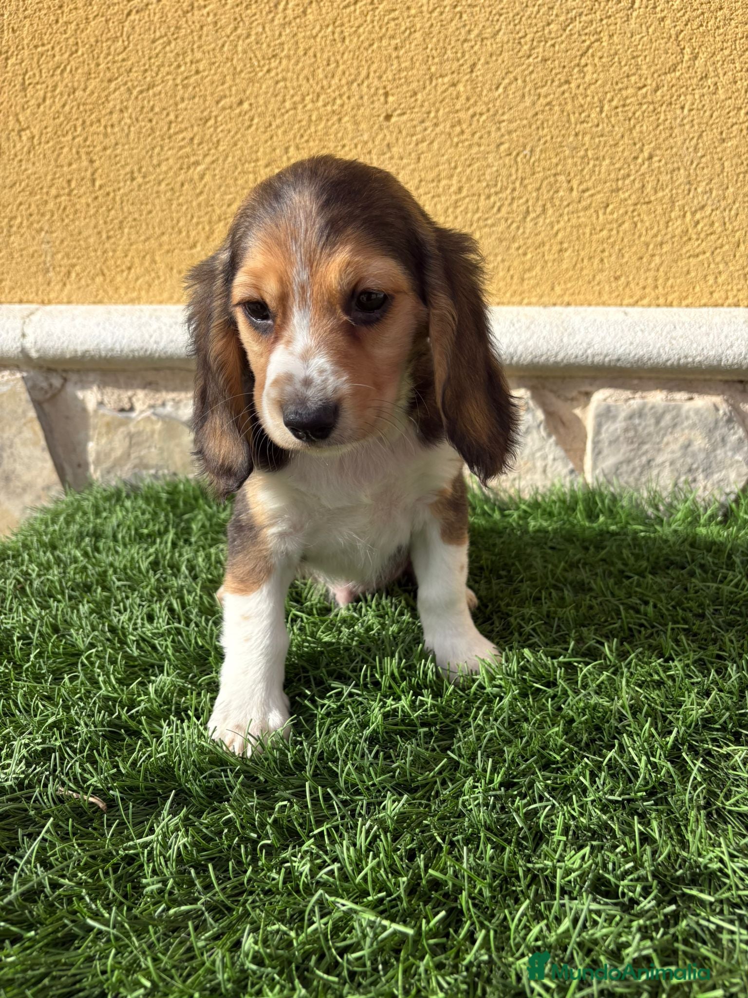 Beagle perros Preciosos cachorros de Beagle  - Anuncio 2