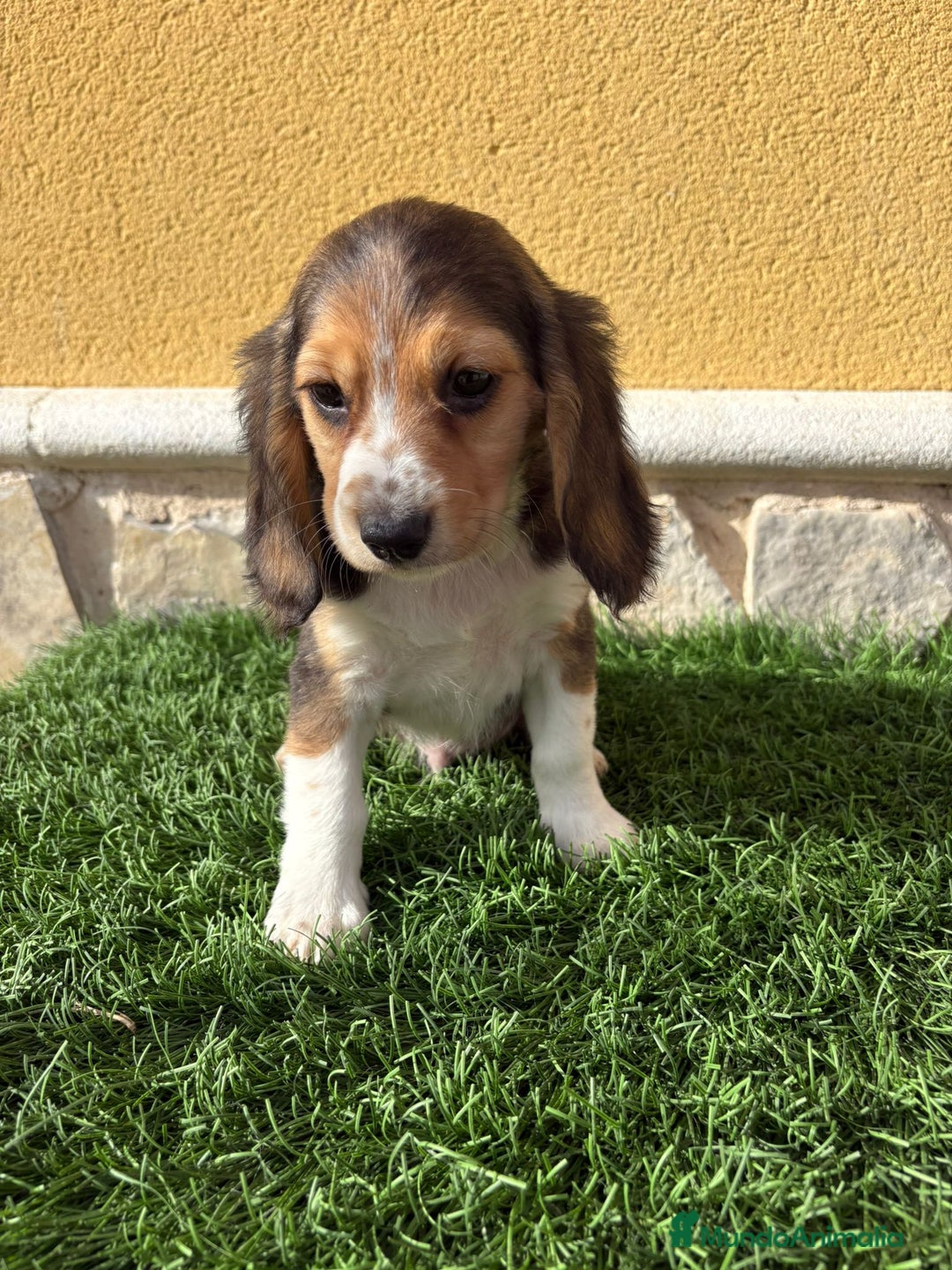 Beagle perros en venta: Preciosos cachorros de Beagle  - Anuncio 2