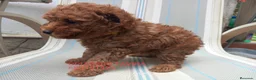 Caniche Toy perros en venta: Caniche Toy Rojo en Madrid - Anuncio 2