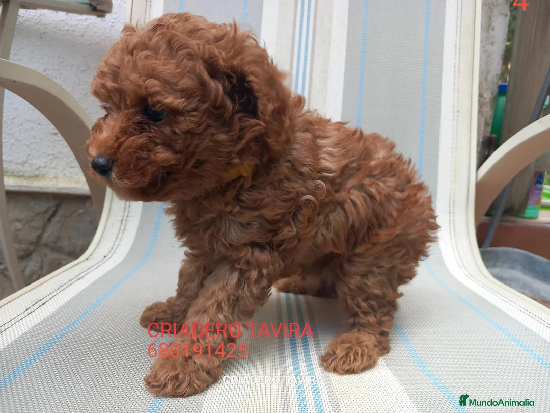 Caniche Toy perros en venta: Caniche Toy Rojo en Madrid - Anuncio 2