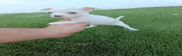 Chihuahua perros en venta: Hembritas de Chihuahua Blancas - Anuncio 4