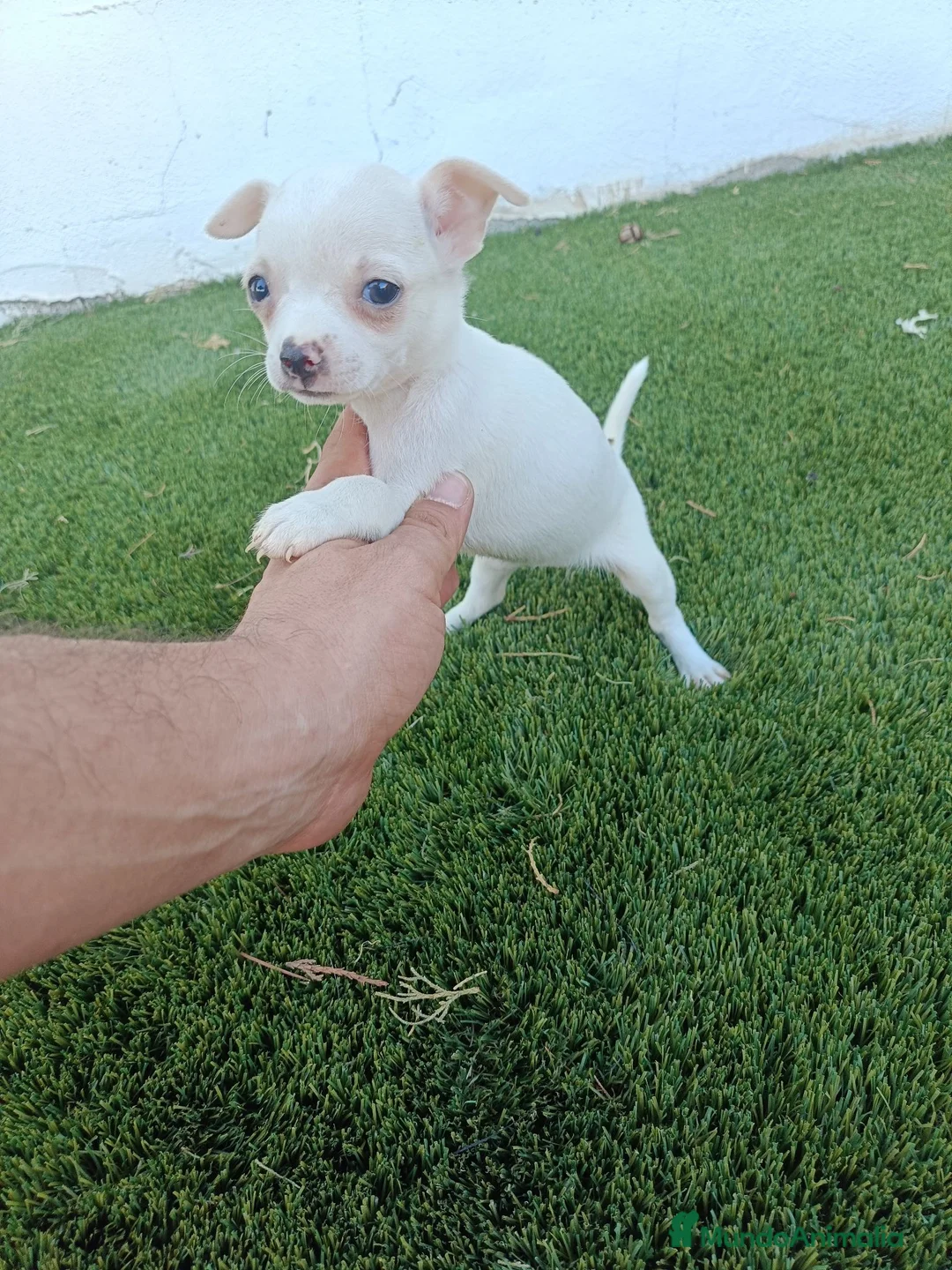 Chihuahua perros en venta: Hembritas de Chihuahua Blancas - Anuncio 4
