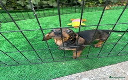 Teckel Miniatura perros en venta: teckel arlequin  - Imagen 3