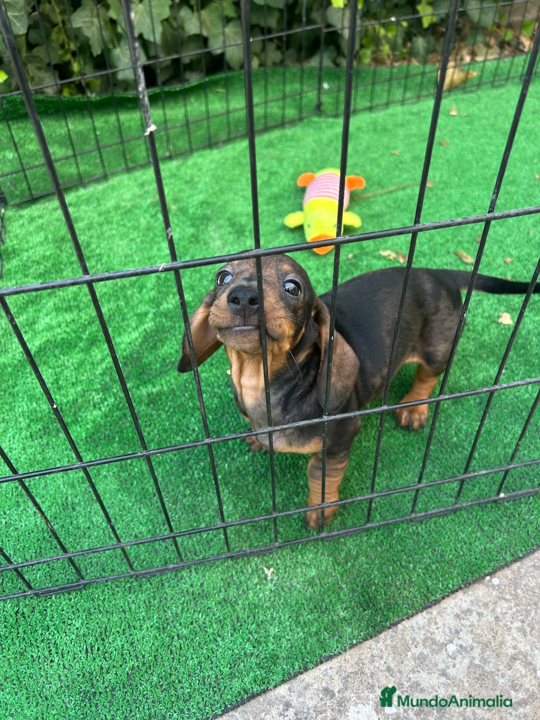 Teckel Miniatura perros en venta: teckel arlequin  - Imagen 3
