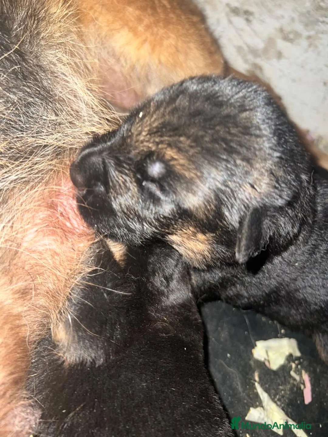 Pastor Alemán perros en venta: Pastor alemán cachorros venta Valencia en Valencia - Anuncio 10