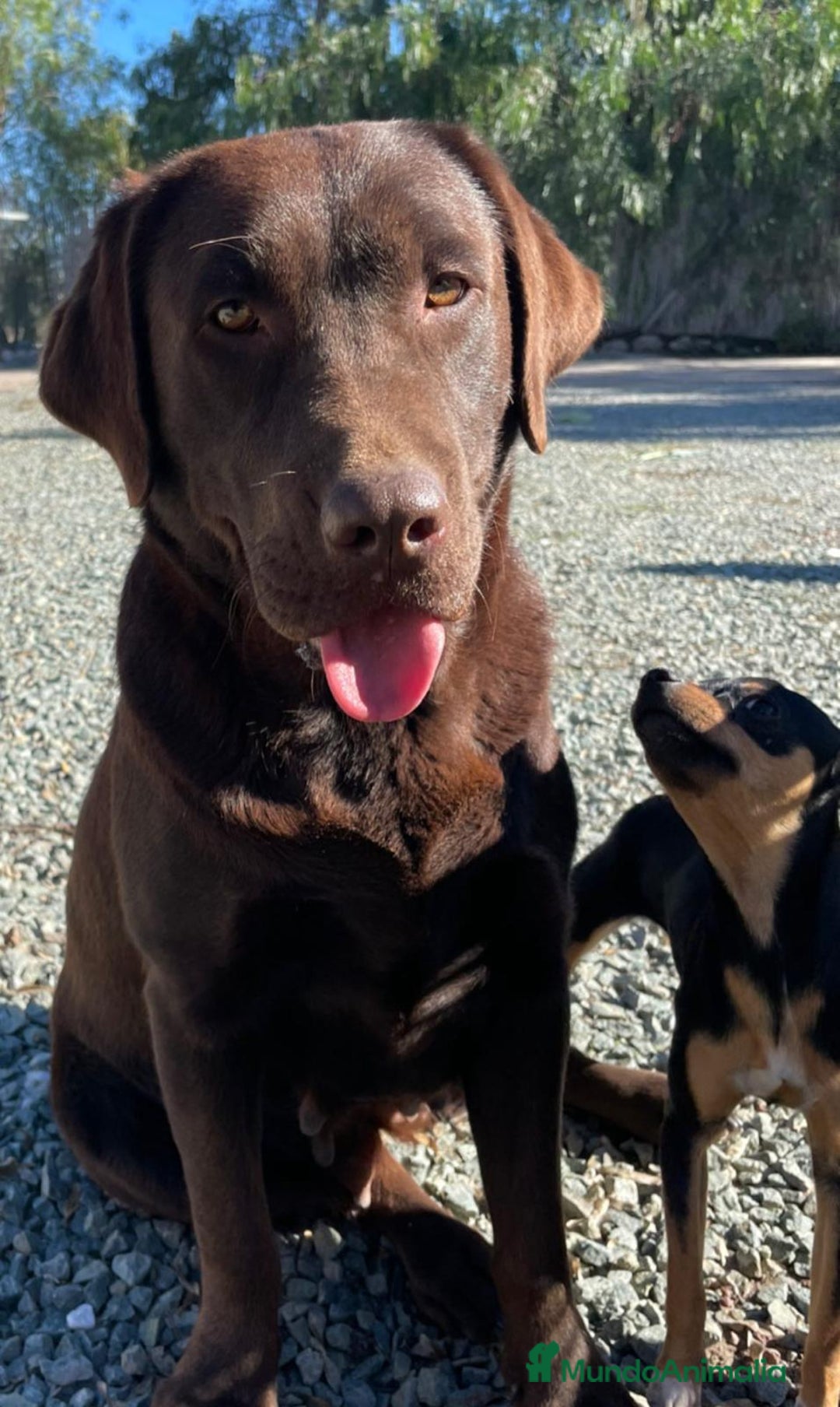 Labrador Retriever perros en venta: PRECIOSA HEMBRA CREMA DE LABRADOR  - Anuncio 4