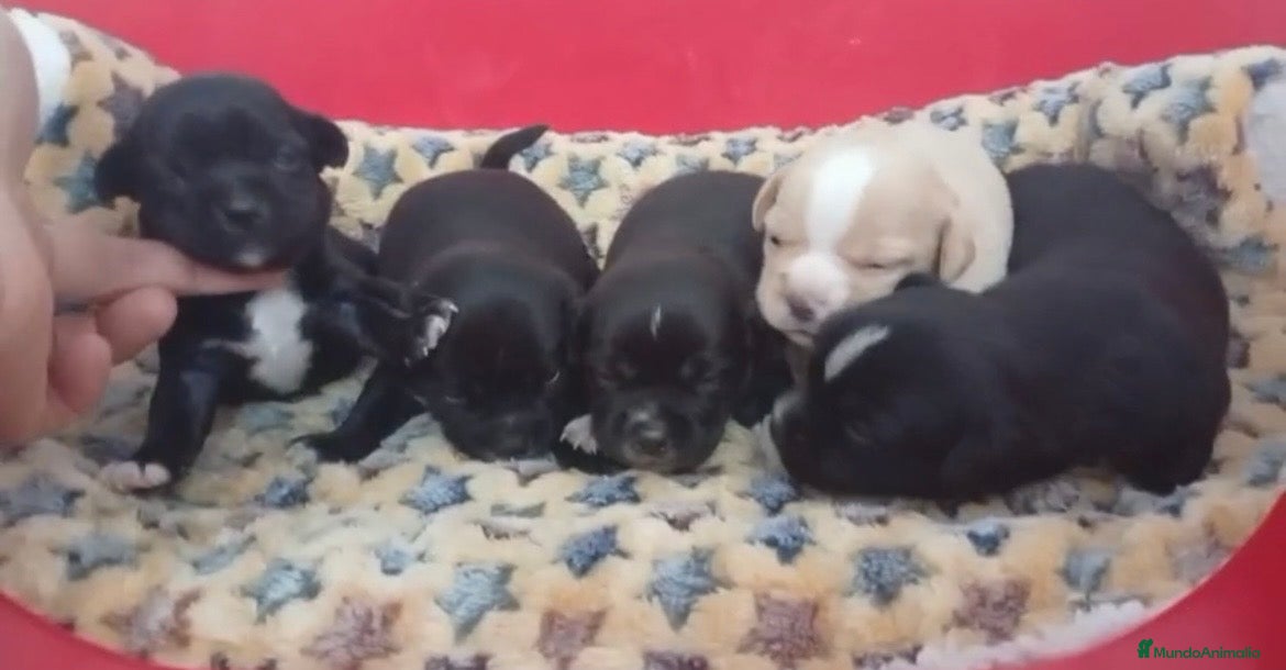 Pomchi perros Pomchis  - Anuncio 1
