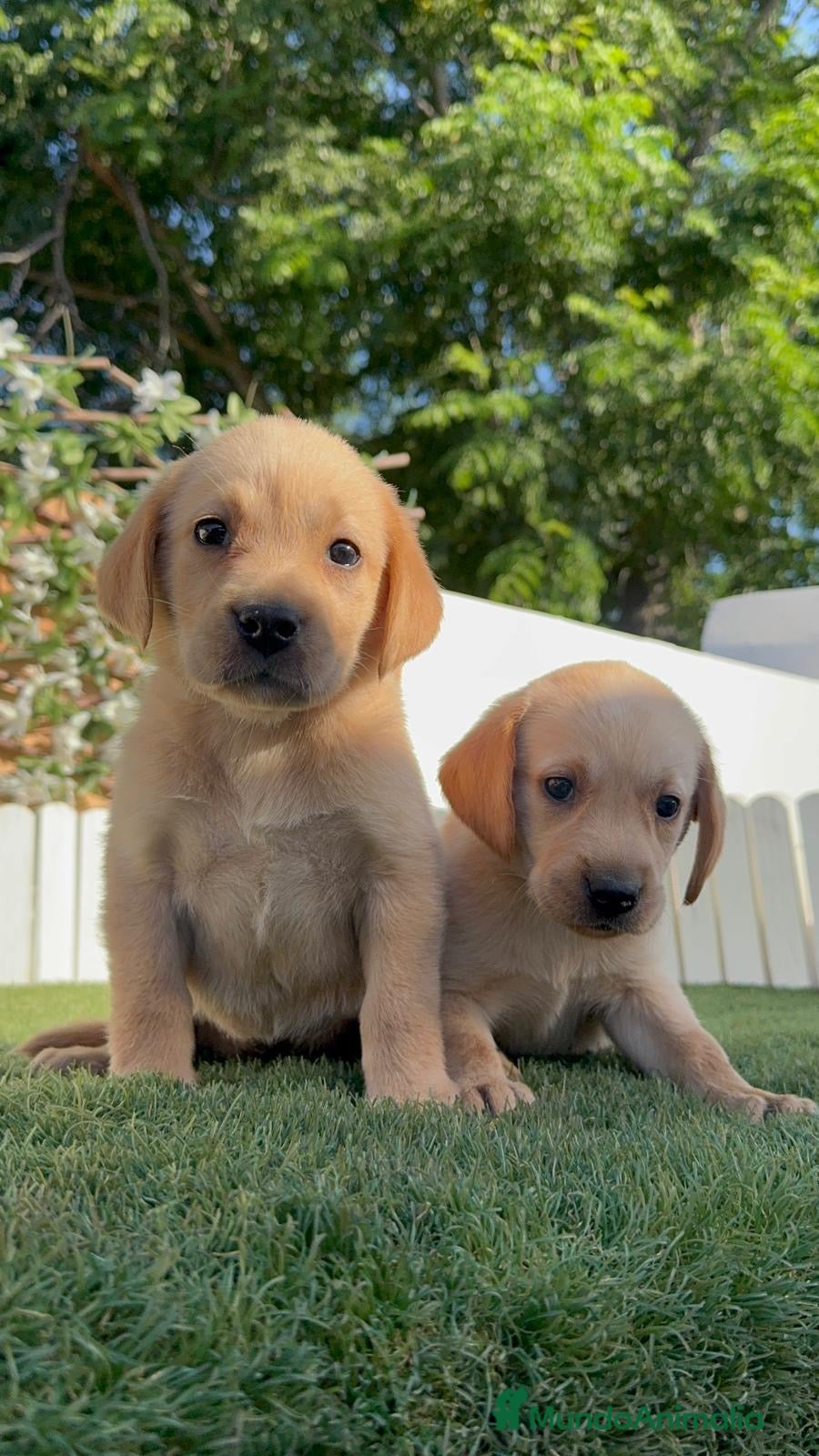 Labrador Retriever perros LABRADOR RETRIEVER  - Anuncio 1