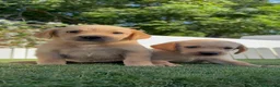 Labrador Retriever perros en venta: LABRADOR RETRIEVER  - Anuncio 1