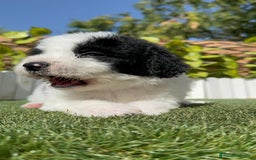 Perro de Agua Español perros en venta: PERRO DE AGUA ESPAÑOL MACHO - Imagen 22