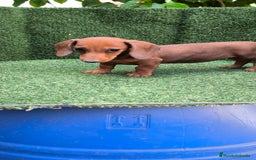 Teckel Miniatura perros en venta: teckel canichen roja - Imagen 2