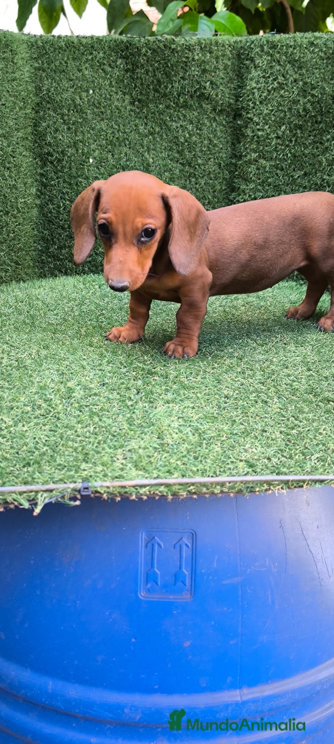 Teckel Miniatura perros en venta: teckel canichen roja - Imagen 2