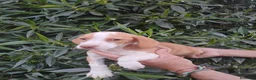 Raza Mixta perros en venta: Cruces de Tekel espectaculares Minis - Anuncio 7