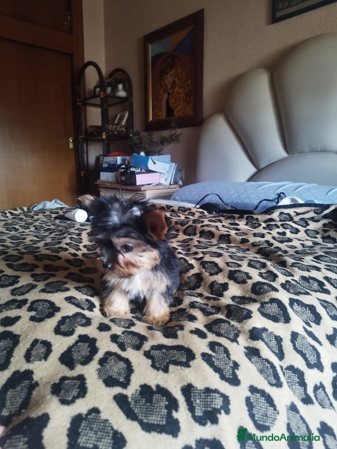 Yorkshire Terrier perros en venta: YORKSHIRE TOY CALIDAD Y SELECCIÓN  - Imagen 6