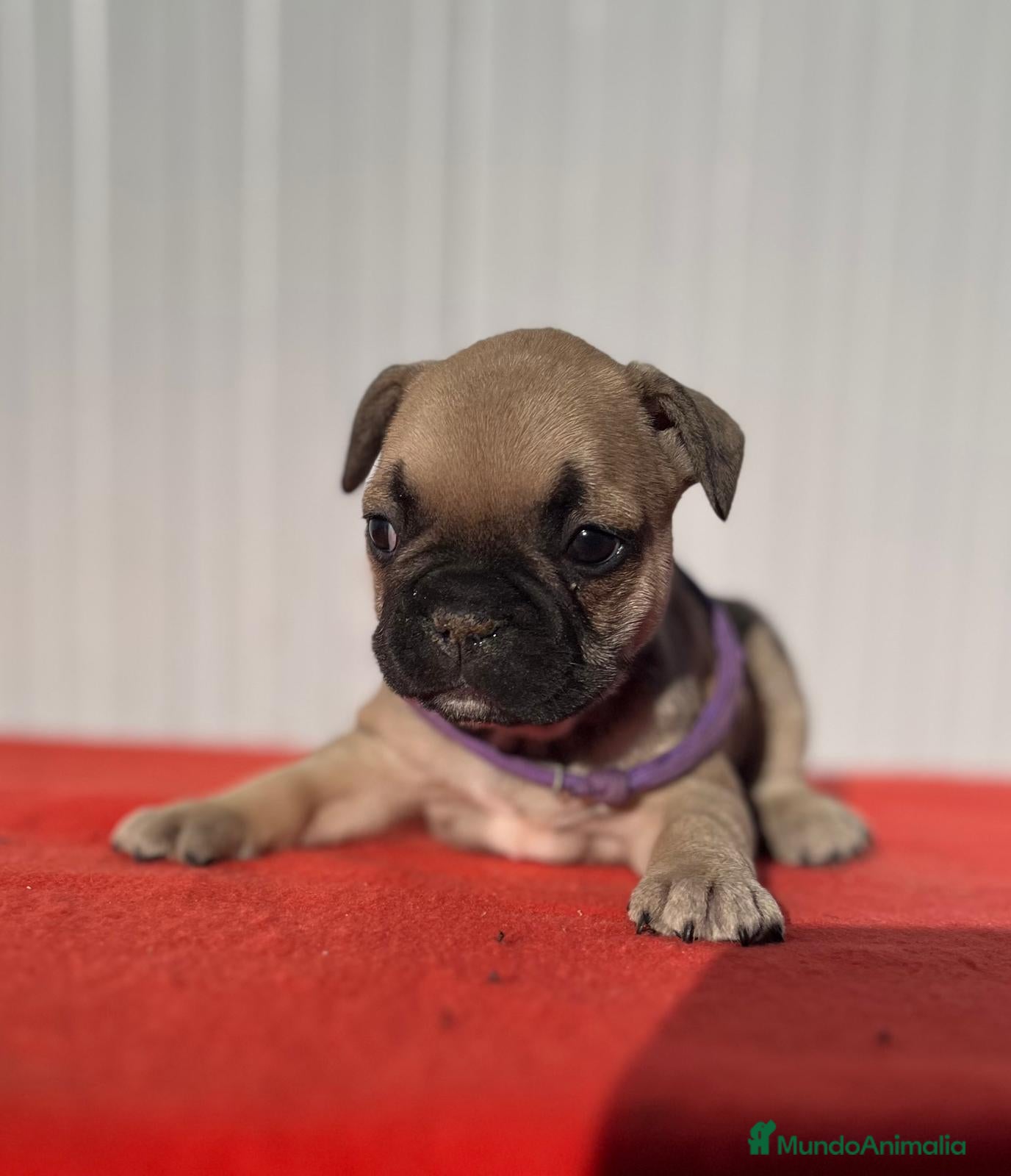 Bulldog Francés perros Bulldog francés hembra fwan - Anuncio 2