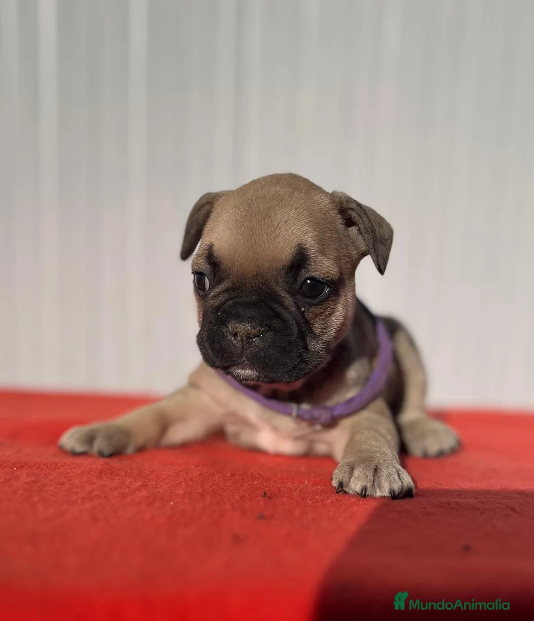 Bulldog Francés perros en venta: Bulldog francés hembra fwan - Anuncio 2