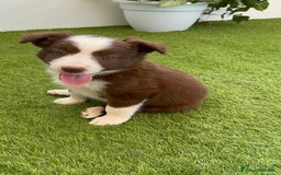 Border Collie perros en venta: BORDER COLLIE HEMBRA  - Imagen 3