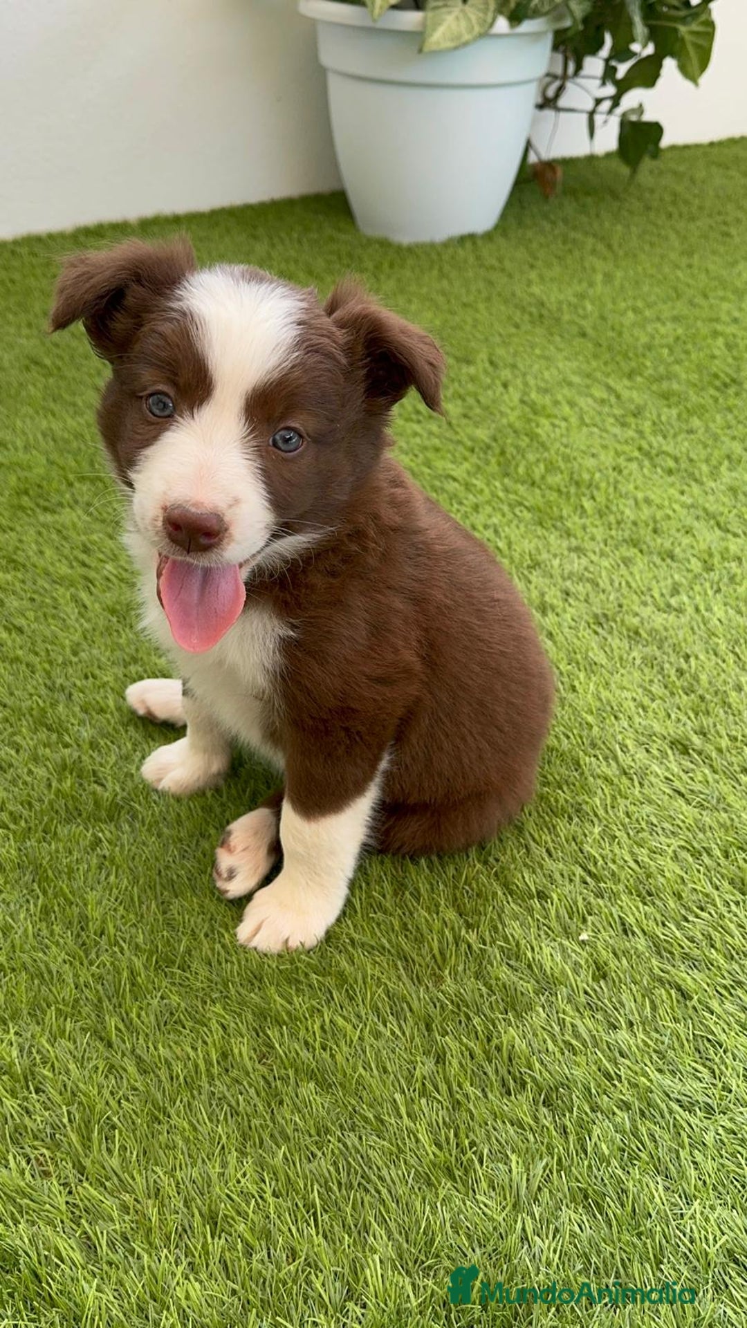 Border Collie perros en venta: BORDER COLLIE HEMBRA  - Imagen 3