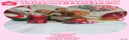 Caniche Toy perros en venta: PRECIOSOS CANICHE  ROJO LINEA TOY   - Anuncio 17