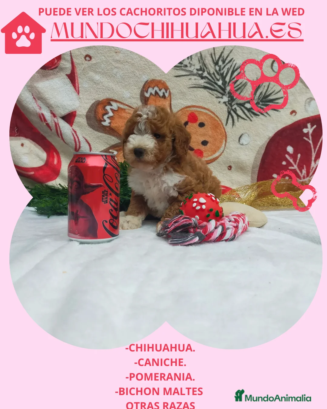 Caniche Toy perros en venta: PRECIOSOS CANICHE  ROJO LINEA TOY   - Anuncio 17