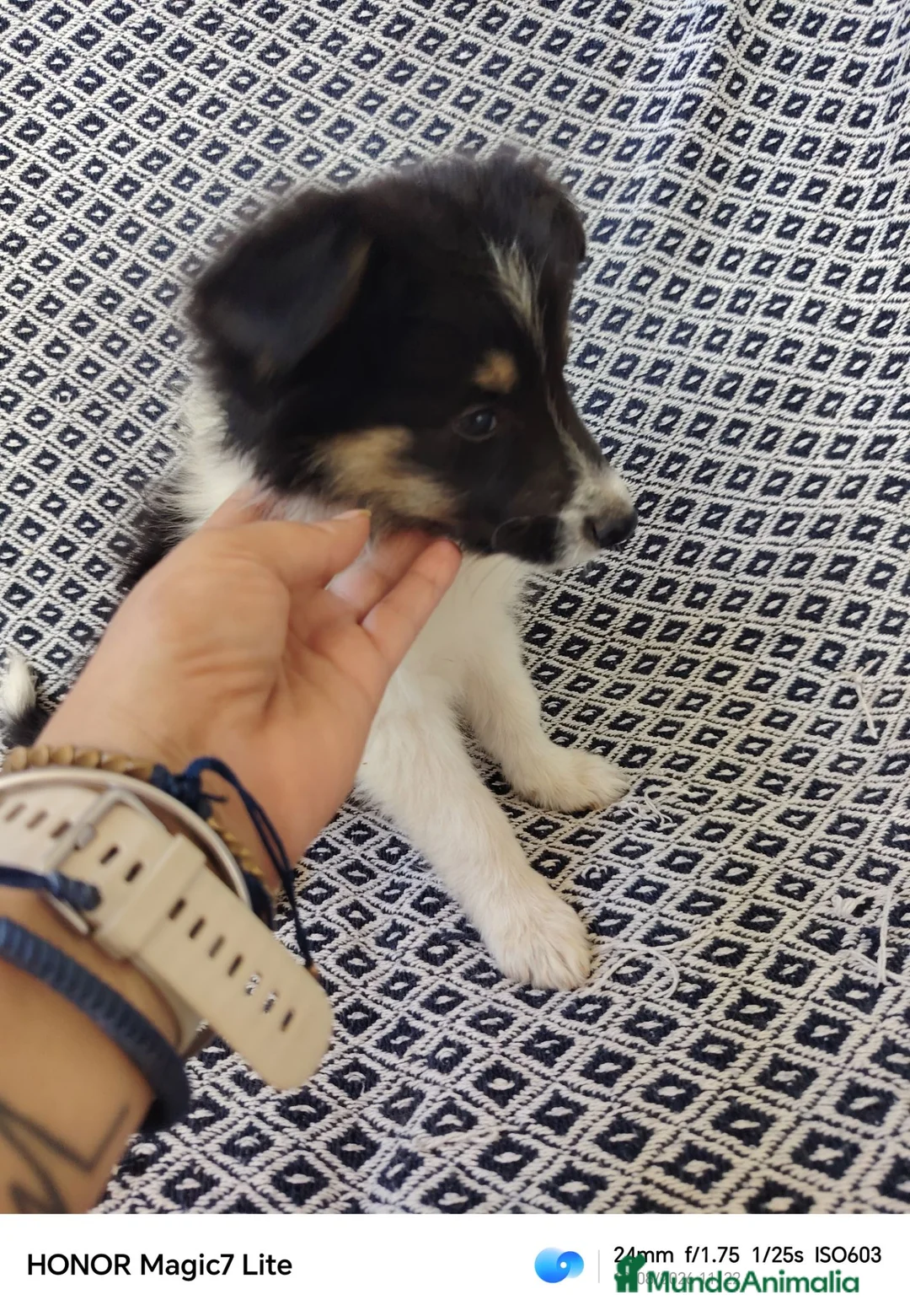 Collie de Pelo Largo perros en venta: Rough collie blue y tricolor  - Anuncio 2