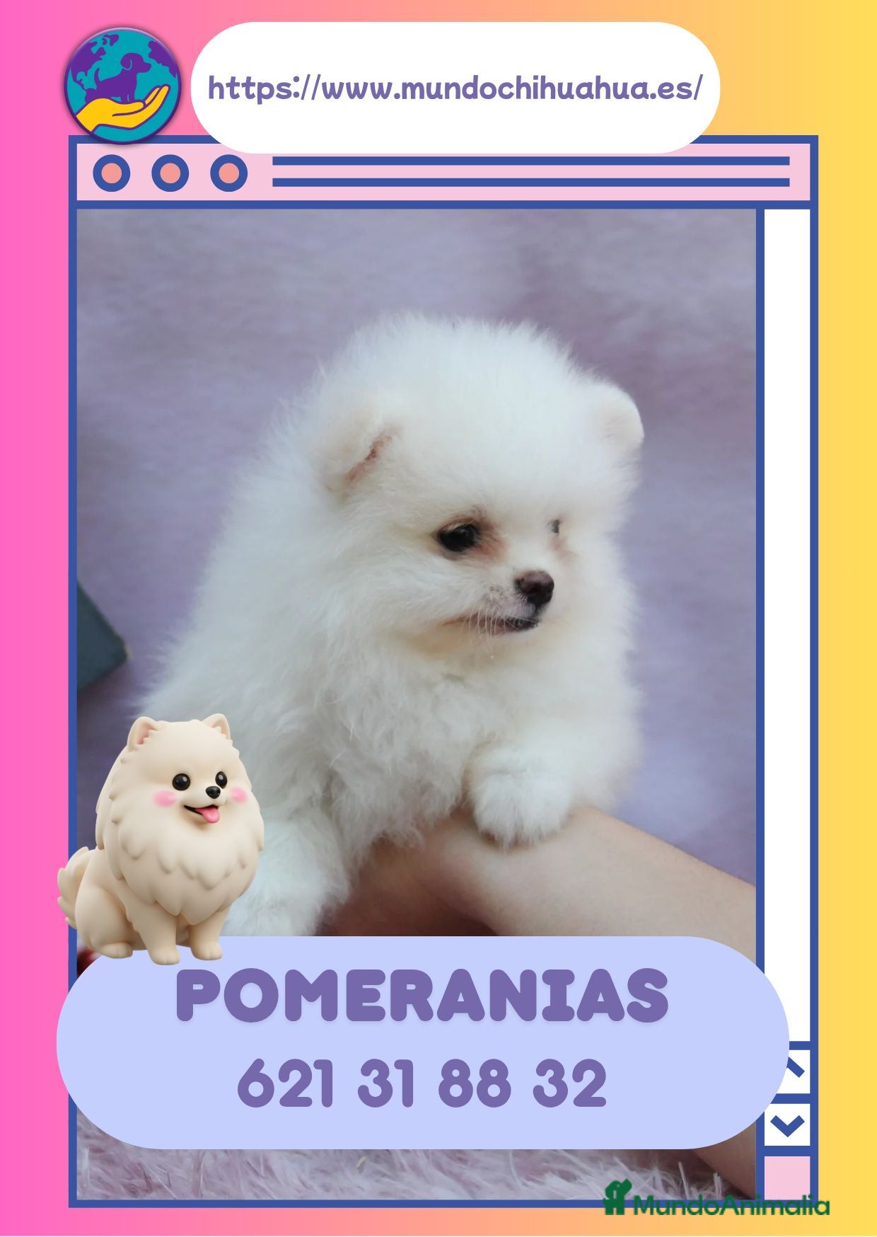 Pomerania perros Pomerania enano blancos 💓 - Anuncio 1