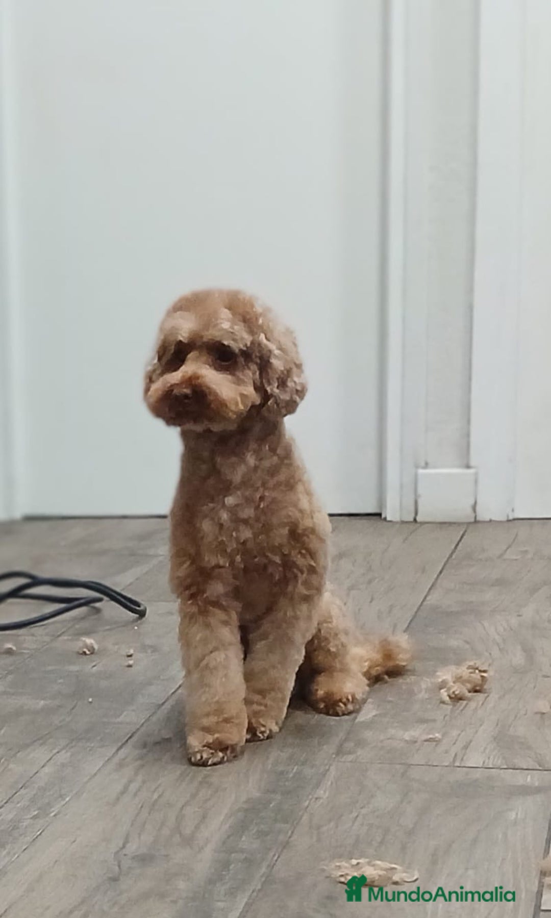 Caniche Toy perros en venta: Caniche Toy macho - Anuncio 1