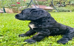 Goldendoodle perros en venta: Cachorros Goldendoodle hipoalergénicos - Imagen 3