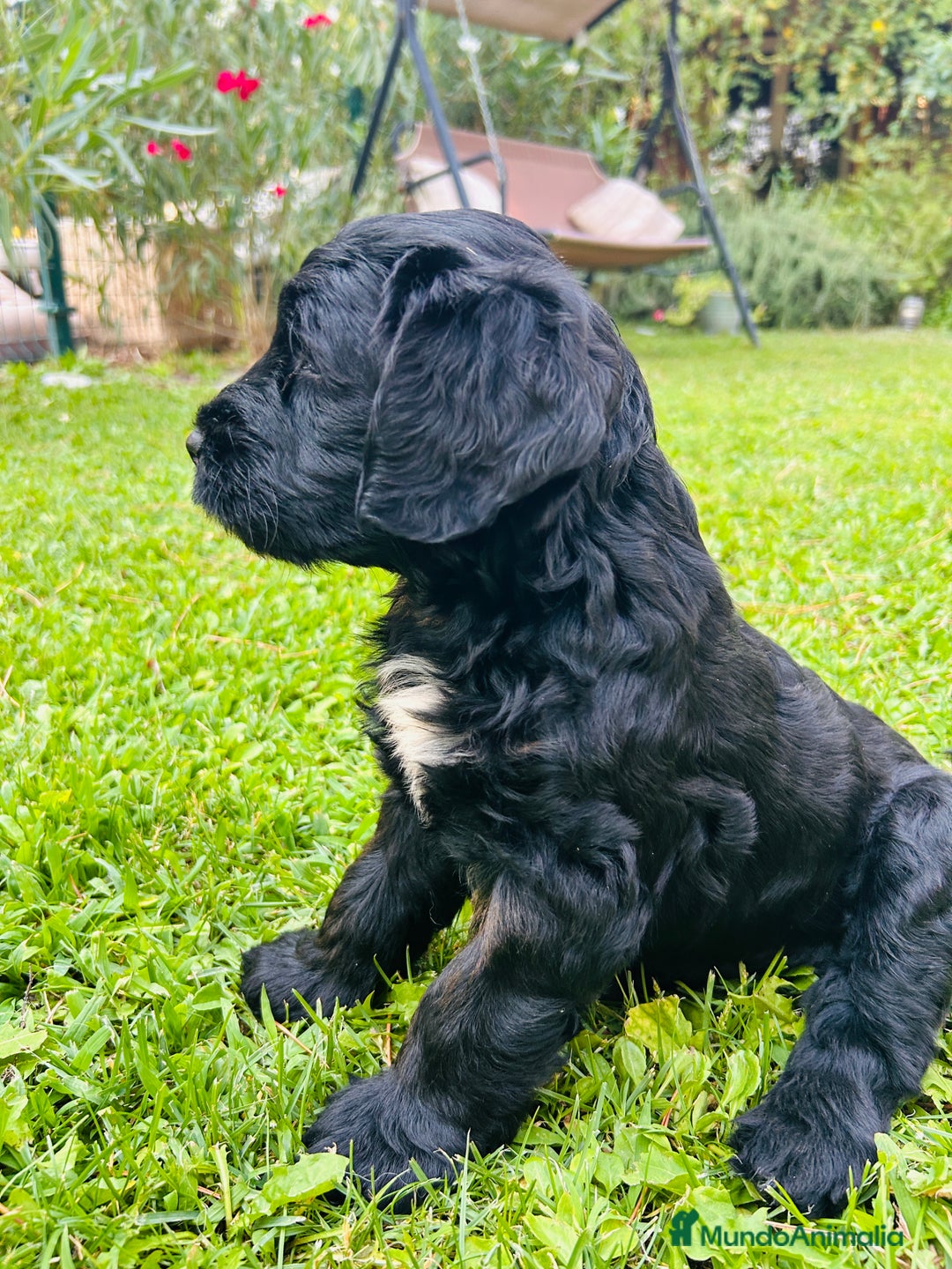 Goldendoodle perros en venta: Cachorros Goldendoodle hipoalergénicos - Imagen 3