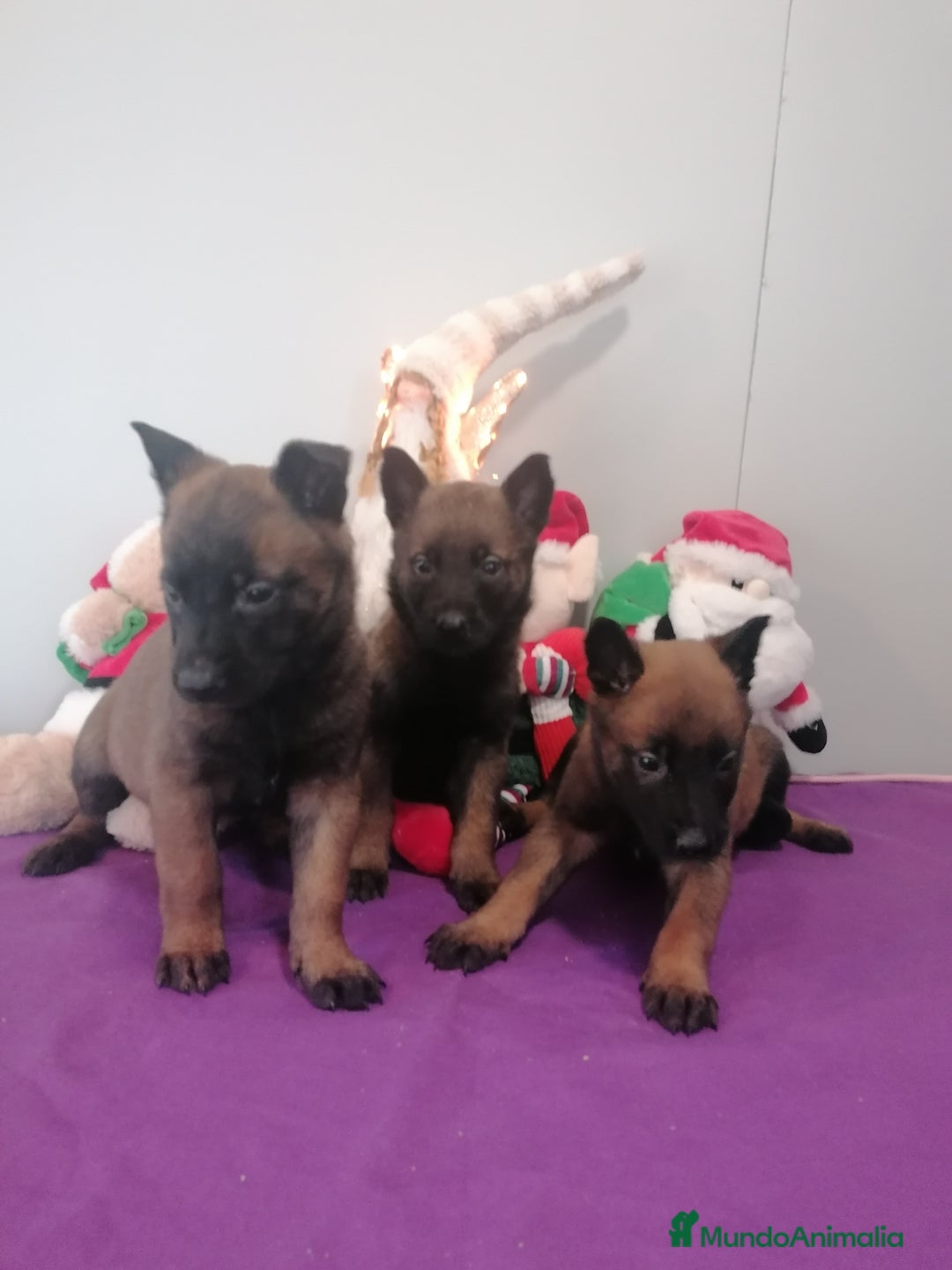Pastor Belga Malinois perros en venta: Pastor belga molinois - Anuncio 6