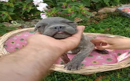 Bulldog Francés perros en venta: Bulldog francés blue blinder - Imagen 4