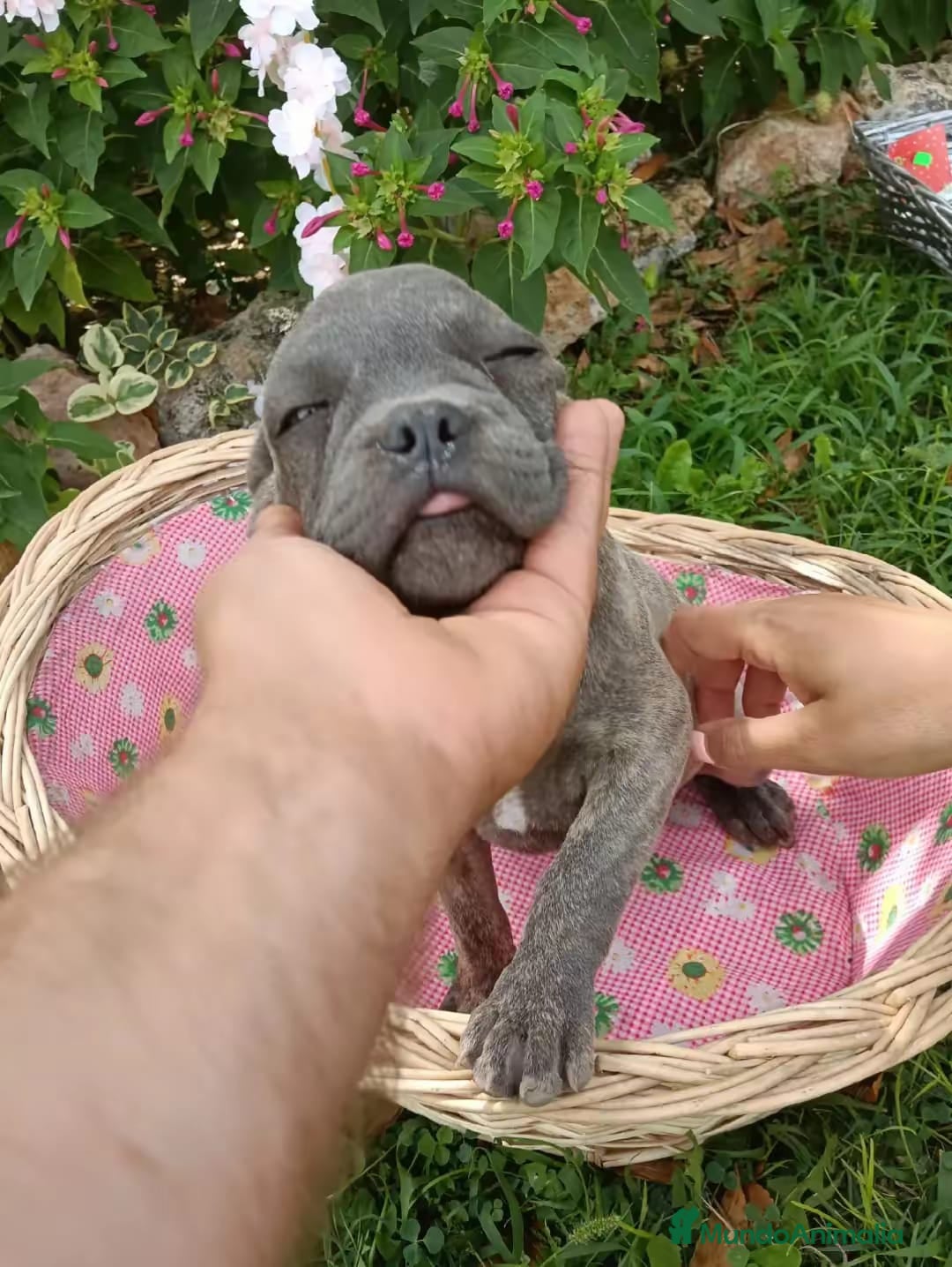 Bulldog Francés perros en venta: Bulldog francés blue blinder - Imagen 4