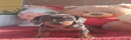 Teckel Miniatura perros en venta: Teckel mini/kanichen - Anuncio 6