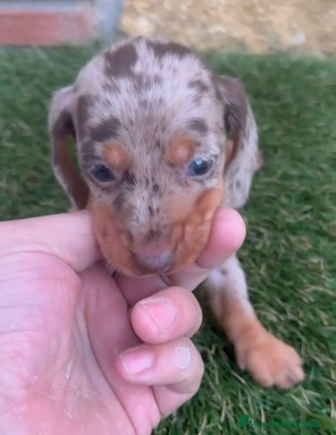 Teckel Miniatura perros en venta: Teckel Mini Arlequin - Anuncio 6