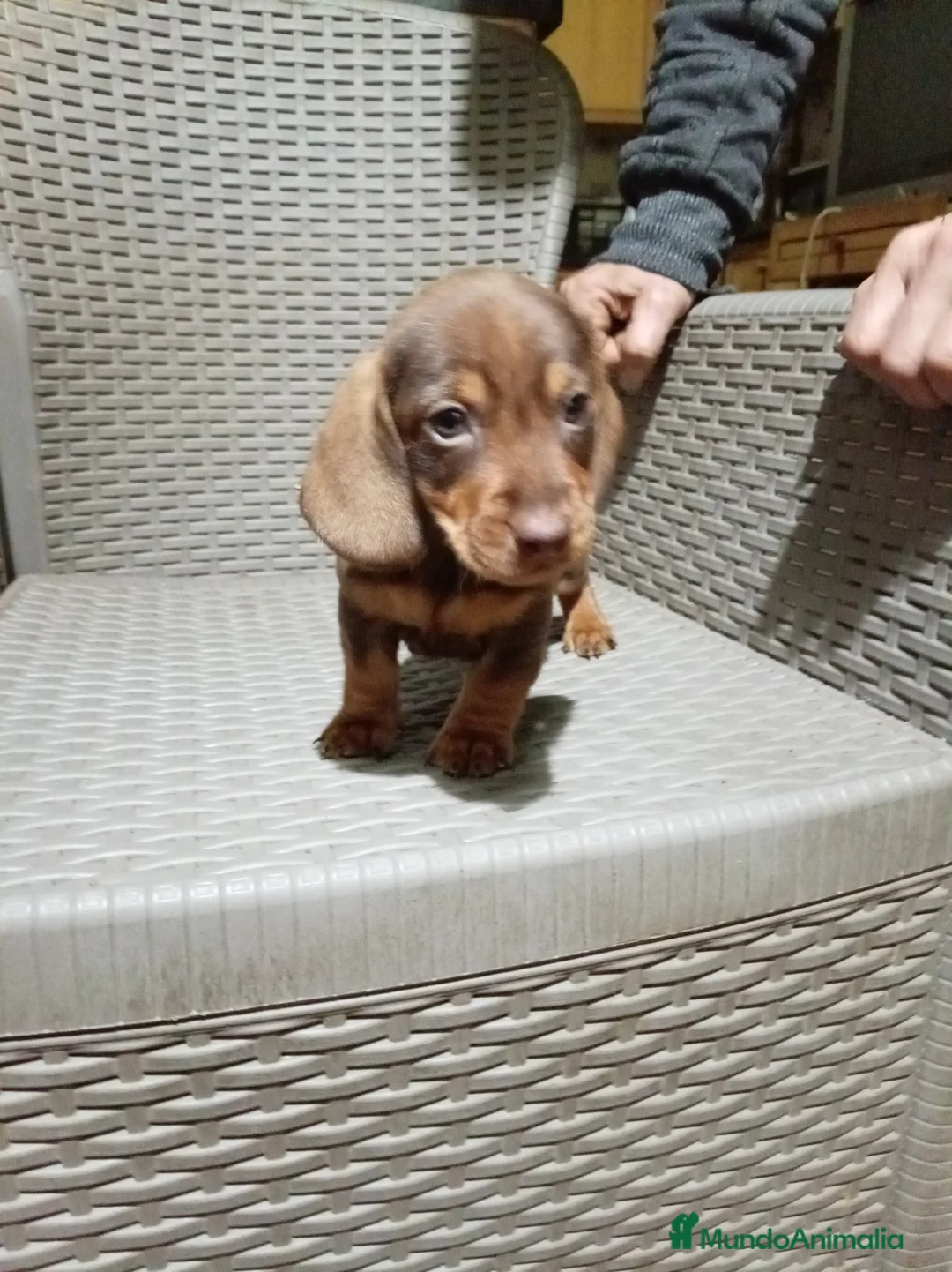 Teckel Miniatura perros en venta: Teckel mini - Anuncio 10