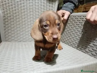 Teckel Miniatura perros Teckel mini - Anuncio 22