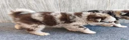 Raza Mixta perros en venta: BORDERPOM (BORDER COLLIE + POMERANIA) MACHOS - Anuncio 3