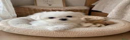 Bichón Maltés perros en venta: BICHÓN MALTÉS COREANO TOY ✨🧸 - Anuncio 1