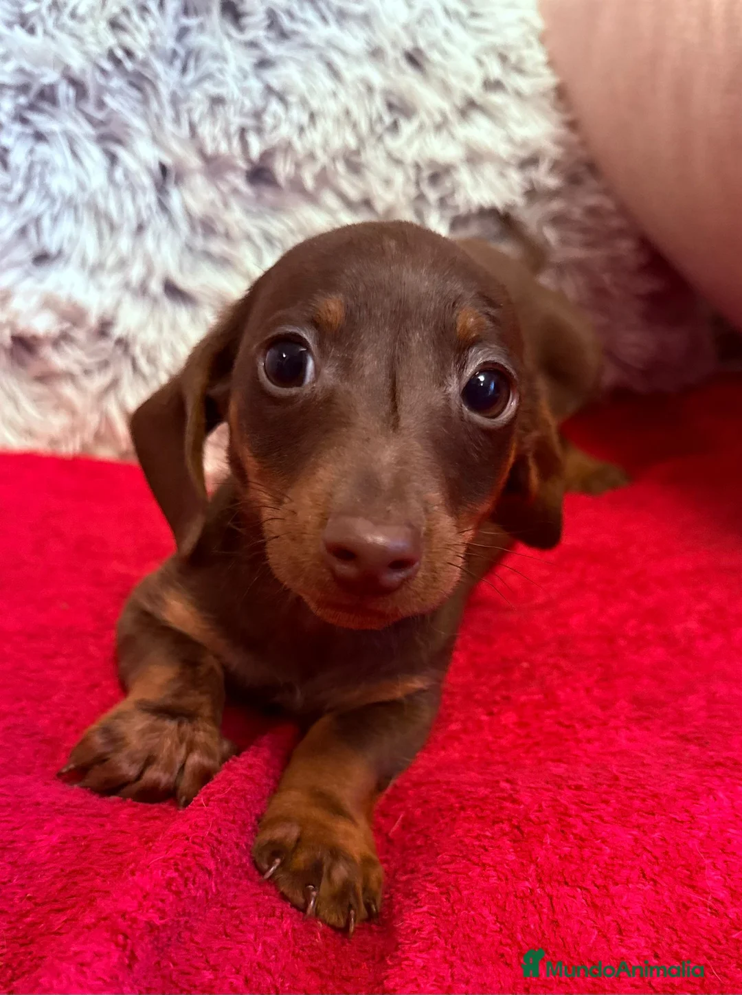 Teckel perros en venta: Tekel canichen canichen miniatura  - Anuncio 2