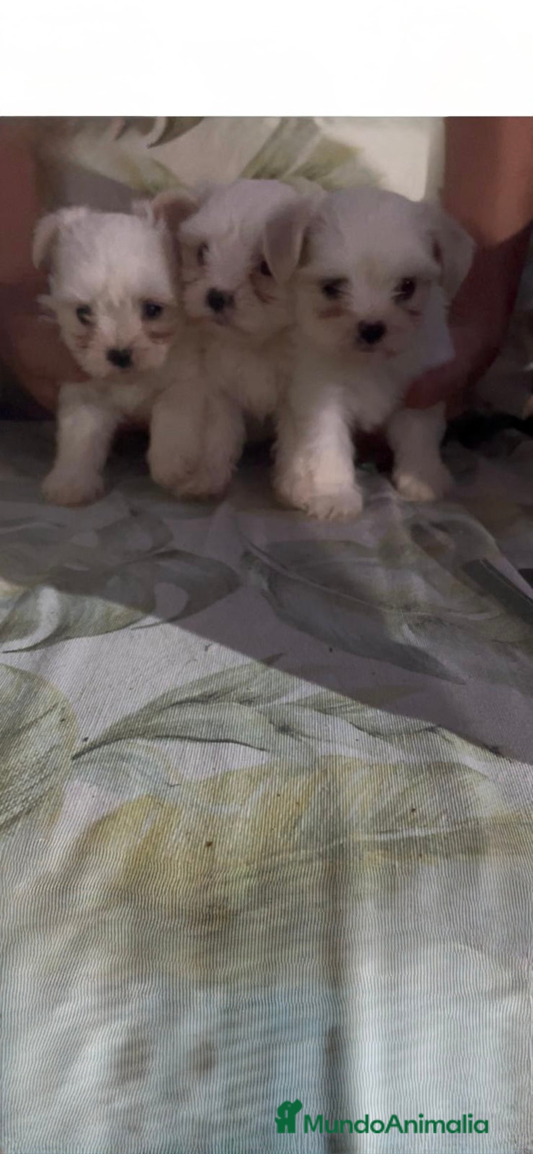 Bichón Maltés perros en venta: Excelente camada Bichon Maltes - Imagen 5