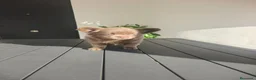 Chihuahua perros en venta: Chihuahua Lilac Pelo largo  - Anuncio 16