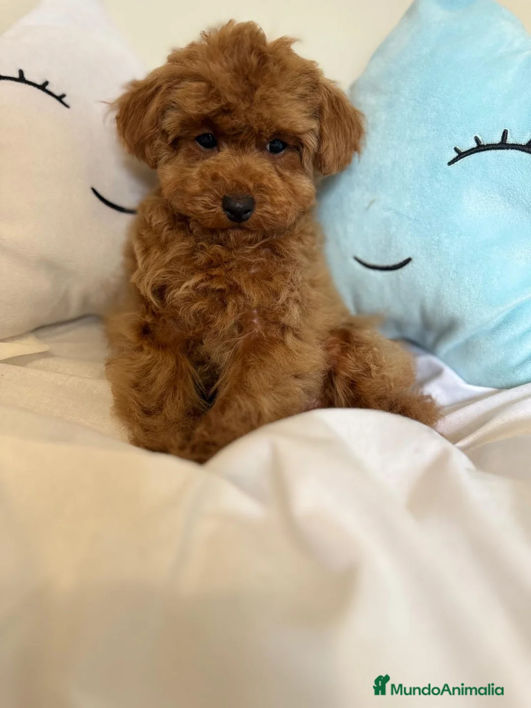 Caniche Toy perros en venta: Caniche Toy tres meses disponible !!! - Anuncio 1