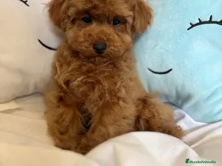 Caniche Toy perros Caniche Toy tres meses disponible !!! - Anuncio 1