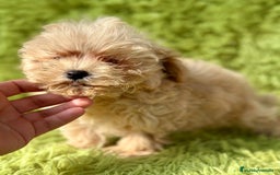 Maltipoo perros en venta: Maltipoo apricot - Imagen 9