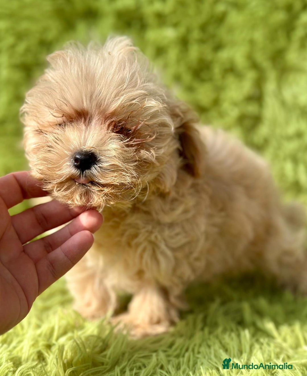 Maltipoo perros en venta: Maltipoo apricot - Imagen 9