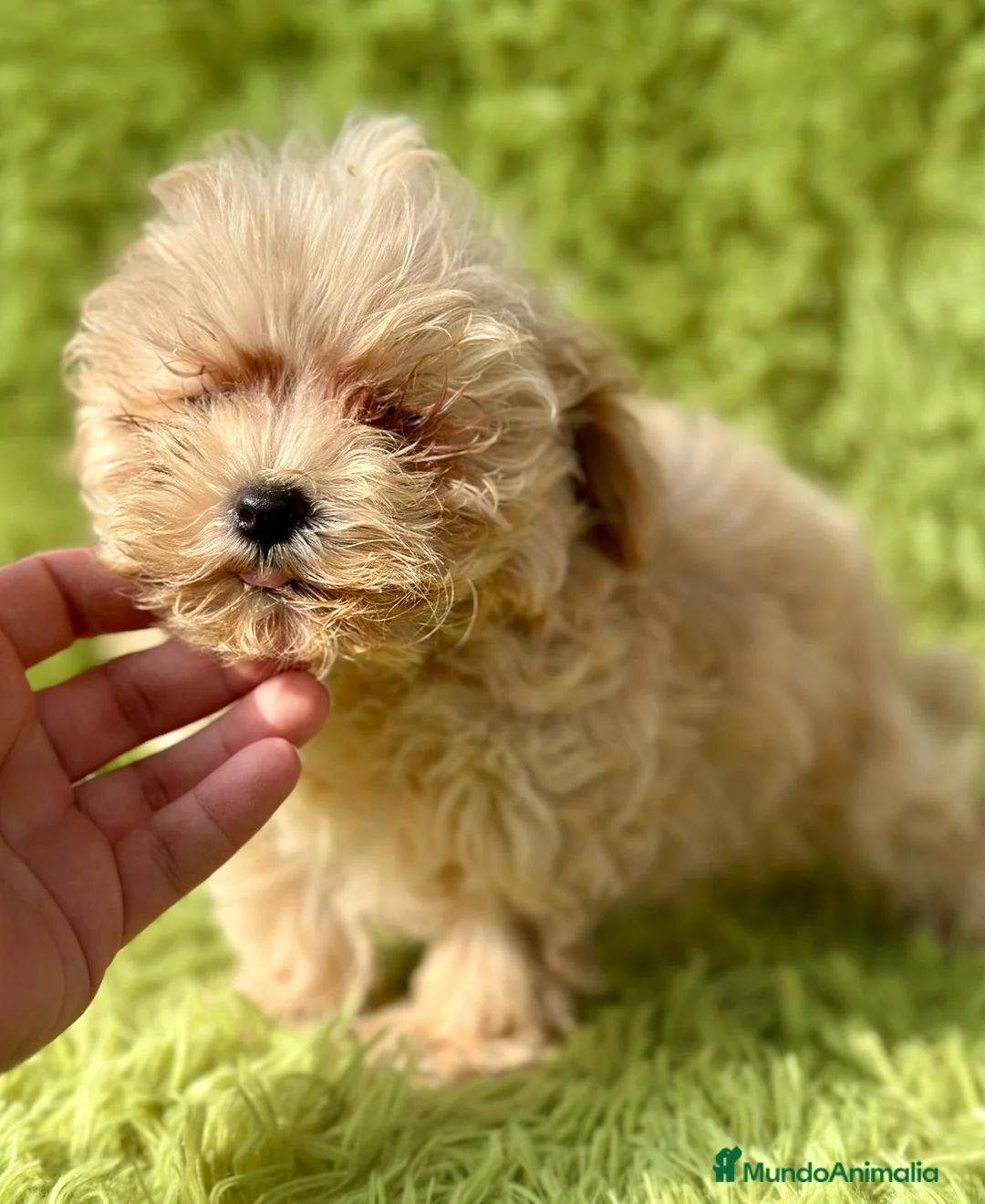 Maltipoo perros en venta: Maltipoo apricot - Anuncio 9