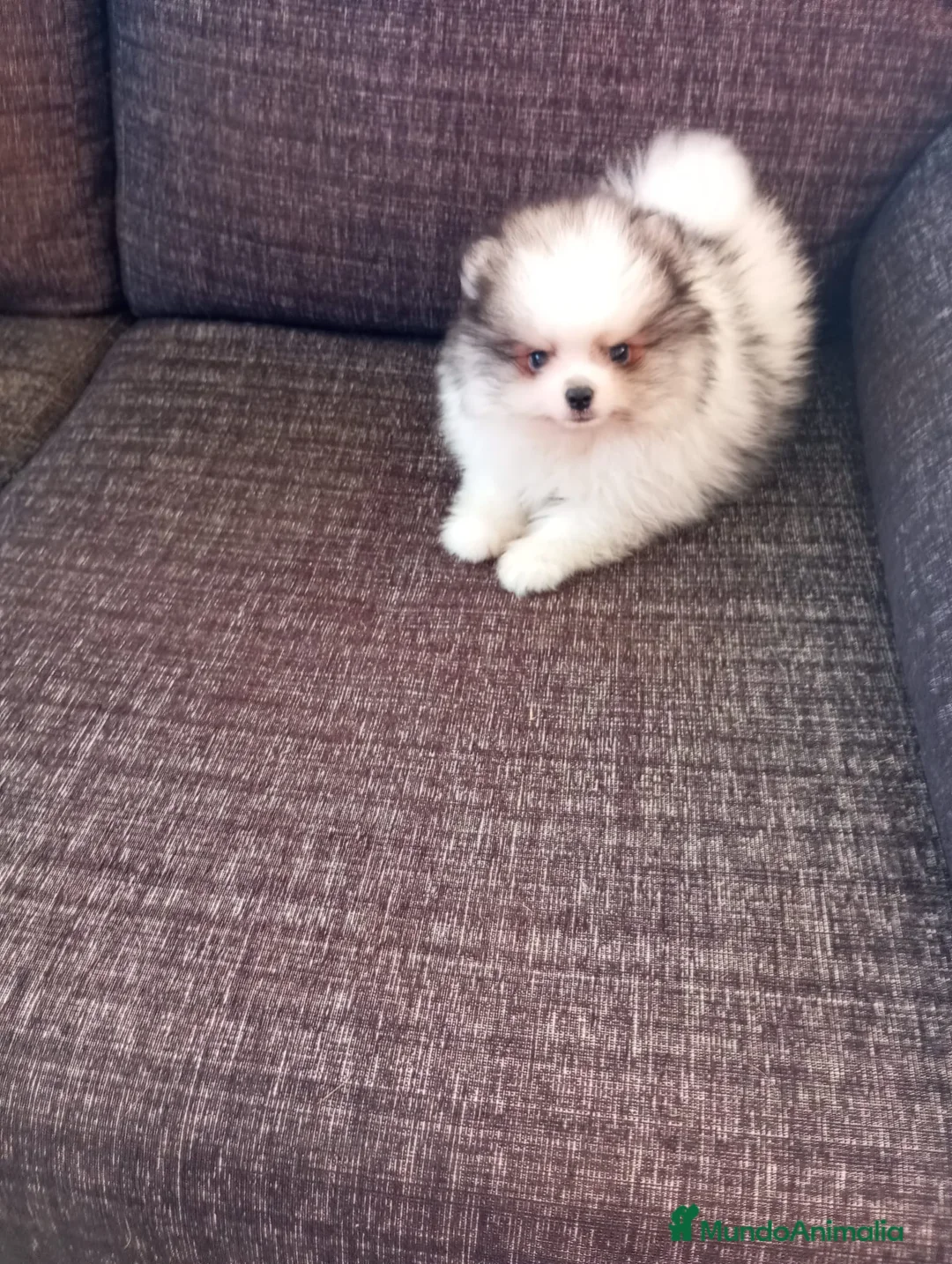 Pomerania perros en venta: Pomerania de Lulú  - Anuncio 3