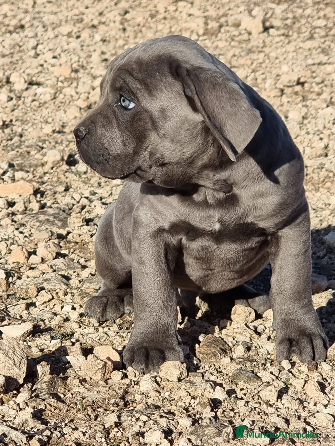 Cane Corso perros en venta: Cachorros de Cane Corso - Anuncio 2
