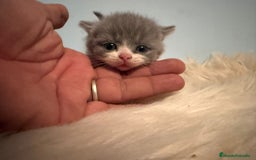 Británico de Pelo Corto gatos en venta: BRITISH♀️♂️ POSIBILIDAD DE VER EN MADRID. - Imagen 1